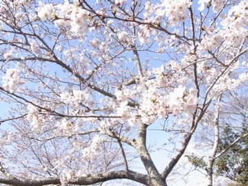 桜